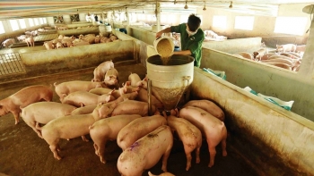 Giá heo hơi hôm nay 1/4: Thị trường bình ổn ngày đầu tuần