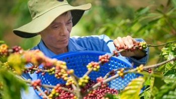 Hiến kế để phát triển bền vững ngành hàng cà phê Việt Nam