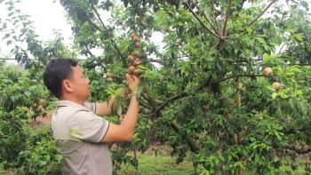 Sơn La xúc tiến thương mại kết nối, tiêu thụ nông sản