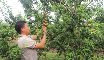 Sơn La xúc tiến thương mại kết nối, tiêu thụ nông sản