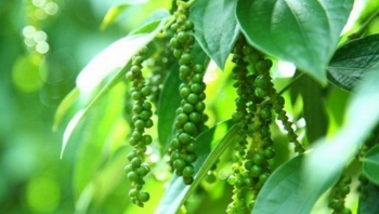 Giá nông sản hôm nay 2/4: Cà phê và hồ tiêu giữ ổn định