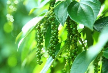 Giá nông sản hôm nay 2/4: Cà phê và hồ tiêu giữ ổn định