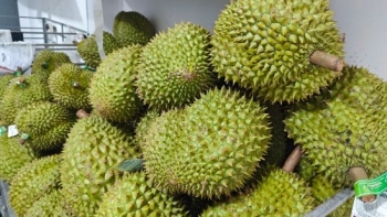 Chưa rõ nguyên nhân 30 lô sầu riêng xuất khẩu nhiễm cadimi