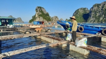 Nuôi biển chỉ nói về nuôi cá, nuôi tôm, nuôi mực… thì không phải