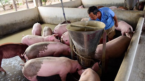 Giá heo hơi hôm nay (3/4) tăng nhẹ ở một vài nơi