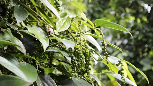 Giá nông sản hôm nay 3/4: Cà phê đảo chiều tăng mạnh, hồ tiêu quay đầu giảm