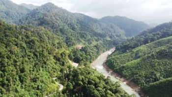 Việt Nam đàm phán bán 5,15 triệu tấn carbon rừng, giá tối thiểu 10 USD/tấn