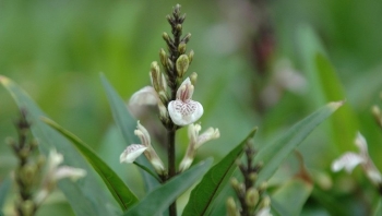 Cây thanh táo - Dược liệu trị các bệnh ngoài da