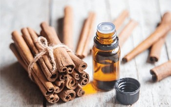 Gỡ vướng cho xuất khẩu tinh dầu quế