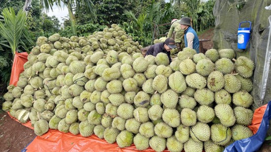 Việt Nam vượt Thái Lan, dẫn đầu cuộc đua xuất khẩu sầu riêng vào Trung Quốc