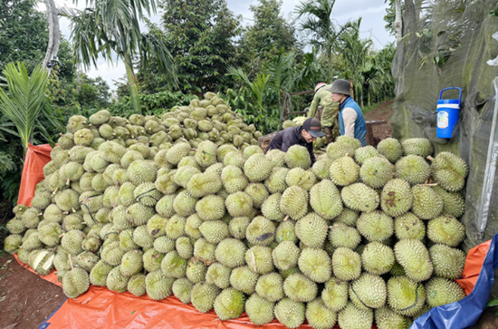 Việt Nam vượt Thái Lan, dẫn đầu cuộc đua xuất khẩu sầu riêng vào Trung Quốc