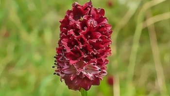 Địa du - Dược liệu có nhiều công dụng