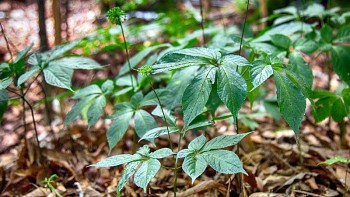 Khi sâm Ngọc Linh hội nhập môi trường số