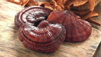 Nấm linh chi Hoàng Hậu