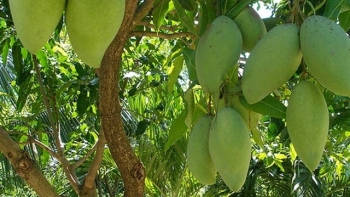 Cơ hội đưa trái xoài An Giang chinh phục thị trường thế giới