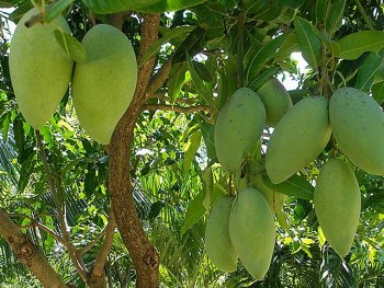 Cơ hội đưa trái xoài An Giang chinh phục thị trường thế giới