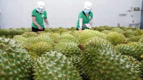 Sầu riêng Việt Nam soán ngôi Thái Lan tại Trung Quốc và lời cảnh báo 30 lô sầu riêng nhiễm cadimi