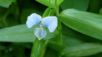 Thài lài trắng - Dược liệu kháng viêm hiệu quả