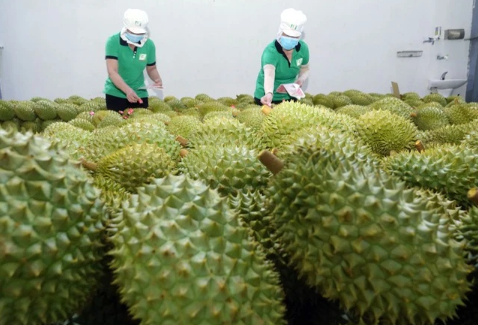 Sầu riêng Việt Nam soán ngôi Thái Lan tại Trung Quốc.