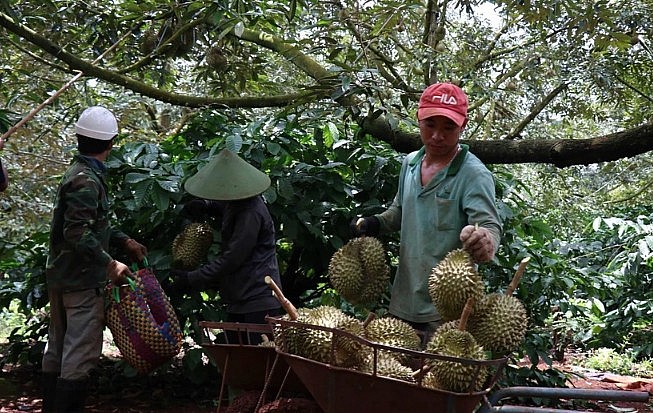 Nông dân huyện Krông Pắk, tỉnh Đắk Lắk thu hoạch sầu riêng. (Ảnh: Tuấn Anh/TTXVN)