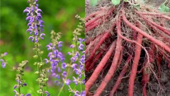 Đan sâm -  “tiên dược” giúp hoạt huyết, thanh nhiệt