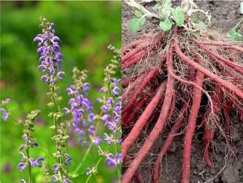 Đan sâm -  “tiên dược” giúp hoạt huyết, thanh nhiệt