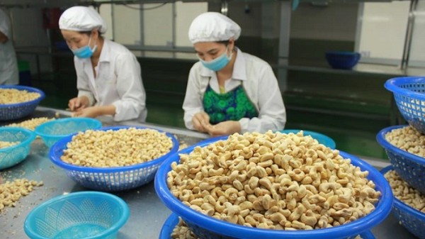 Ngành điều Việt Nam vẫn đối mặt với nhiều thách thức