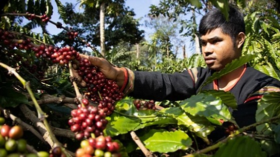 Bất ổn khôn lường khi giá cà phê tăng phi mã