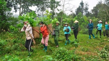 Giá trị của rừng phải cao gấp 10, gấp 100 lần nữa mới xứng đáng với 2 chữ “rừng vàng”