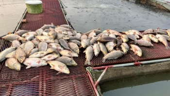 Cá nuôi lồng bè, tôm hùm bông chết hàng loạt, người nuôi như “ngồi trên đống lửa”