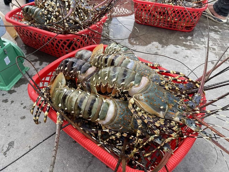 Người nuôi ở Vạn Ninh đối diện với nhiều rủi ro bởi tình trạng tôm hùm mắc bệnh và chết hàng loạt. Ảnh: Hữu Long Người nuôi ở Vạn Ninh đối diện với nhiều rủi ro bởi tình trạng tôm hùm mắc bệnh và chết hàng loạt. Ảnh: Hữu Long