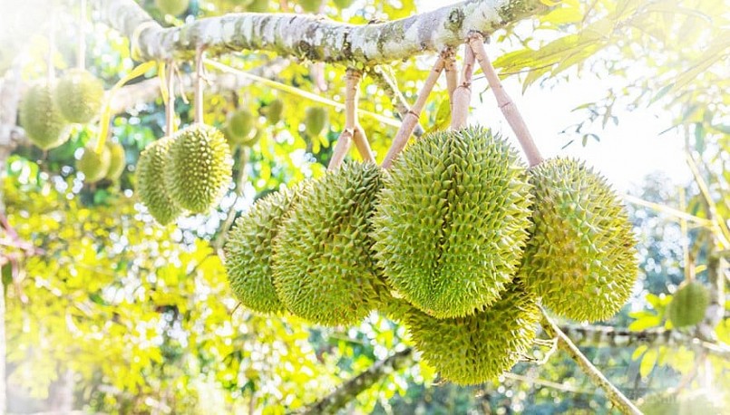 Người ăn tốt, người ăn sầu riêng lại thành “thuốc độc”