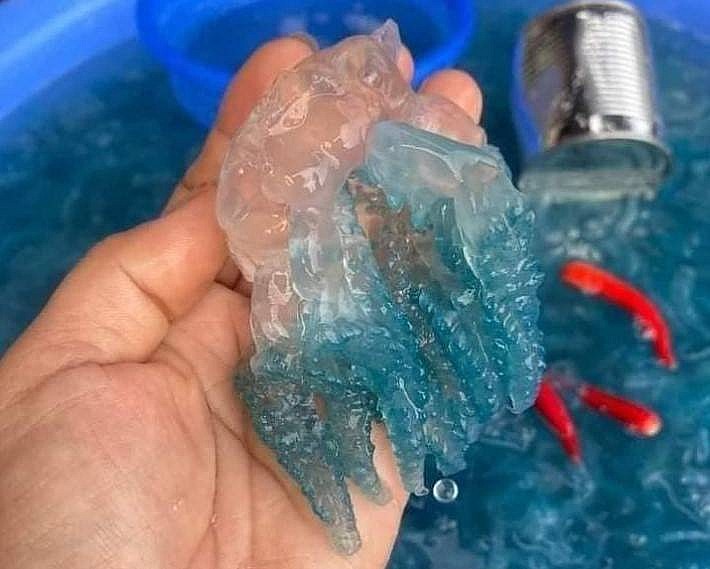 con nuốt, có thân tròn, trong suốt hoặc màu xanh lam nhạt.