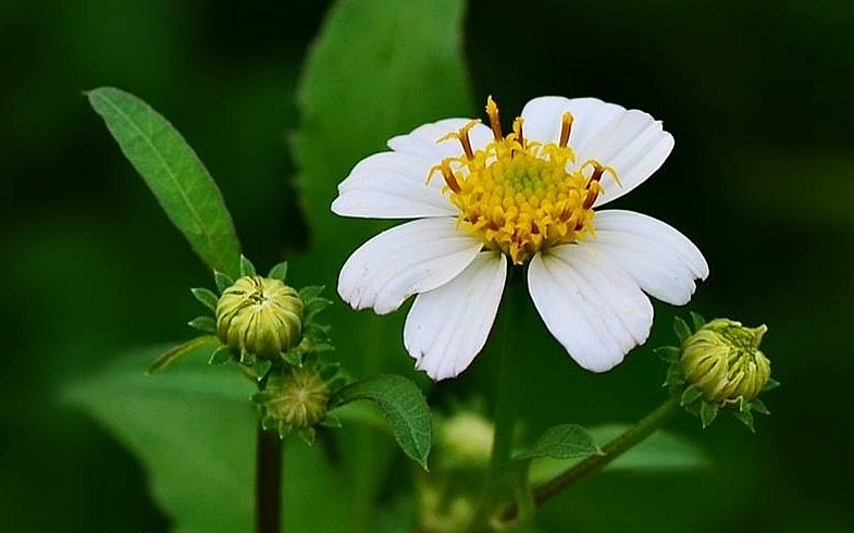 Rau bô binh - Loại cây cỏ dại mọc hoang giàu chất chống oxy hóa
