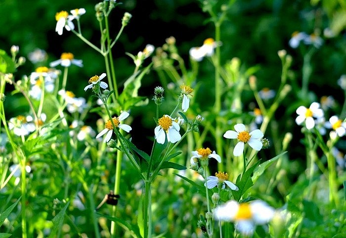 Rau bô binh - Loại cây cỏ dại mọc hoang giàu chất chống oxy hóa