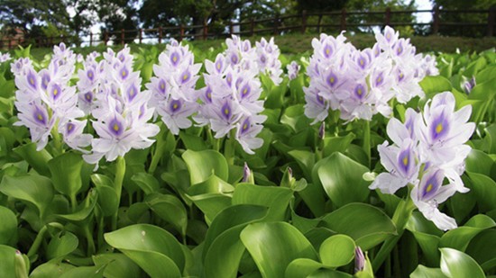 Tác dụng của cây lục bình trong y học dân gian và lưu ý khi sử dụng