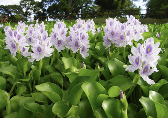 Tác dụng của cây lục bình trong y học dân gian và lưu ý khi sử dụng