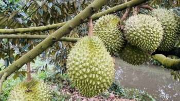 Giá sầu riêng tăng cao, thương lái vào tận vườn tìm mua