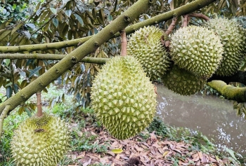 Giá sầu riêng tăng cao, thương lái vào tận vườn tìm mua
