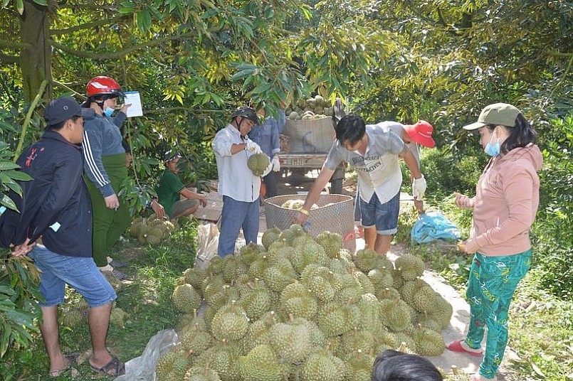 Thương lái vào tận vườn thu mua sầu riêng. Thương lái vào tận vườn thu mua sầu riêng.