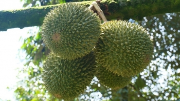 Sầu riêng Phong Ðiền đối mặt tình trạng mua bán non