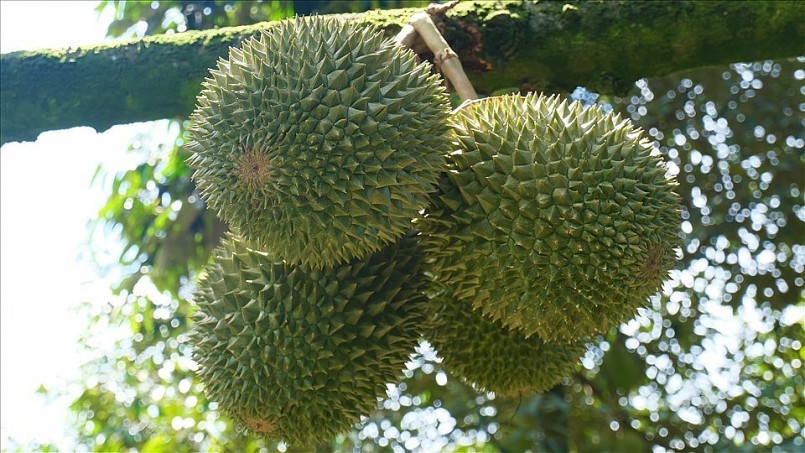 Thu hoạch sầu riêng ở huyện Phong Điền, TP Cần Thơ. Thu hoạch sầu riêng ở huyện Phong Điền, TP Cần Thơ.