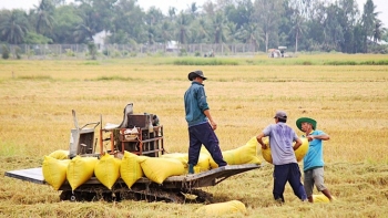 Cần vay 9.000 tỷ đồng để làm đề án 1 triệu ha lúa chất lượng cao, phát thải thấp