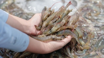 Bước sang quý I/2024, ngành tôm Việt Nam đã có sự chuyển biến rõ rệt