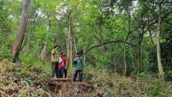 Việt Nam có thể kiếm bộn tiền từ bán tín chỉ carbon