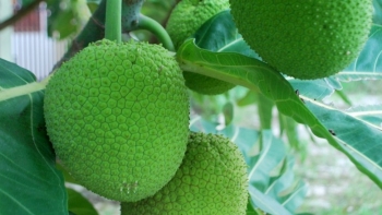 Quả sa kê giúp đẹp người, sống khỏe