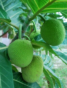 Quả sa kê giúp đẹp người, sống khỏe