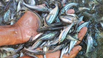 Nguồn cung cá tra nguyên liệu thấp, nông dân chần chừ mở rộng diện tích