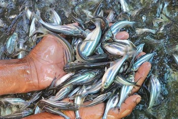 Nguồn cung cá tra nguyên liệu thấp, nông dân chần chừ mở rộng diện tích