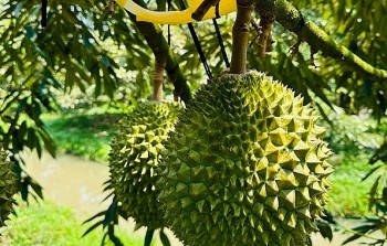 Giá sầu riêng bất ngờ giảm mạnh, thương lái rơi vào thế khó